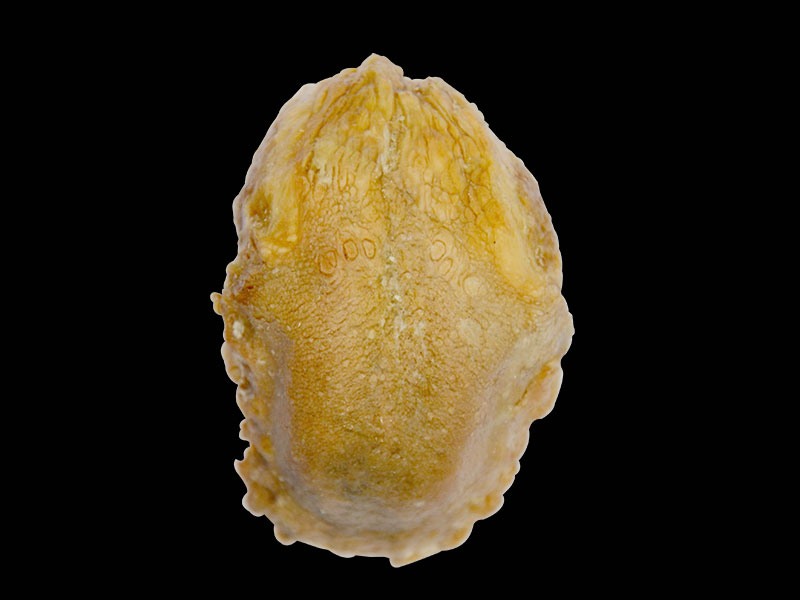 tongue specimen