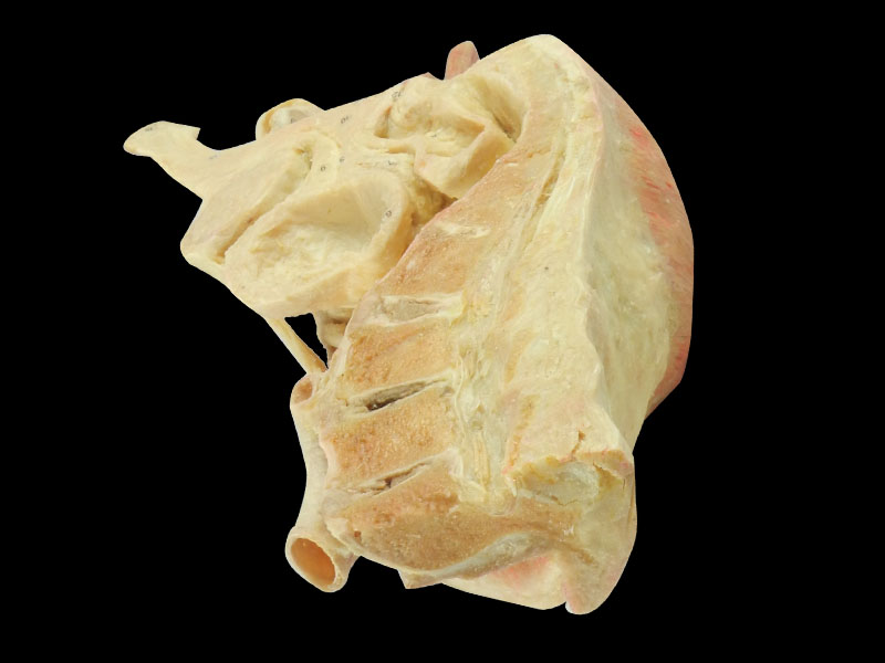 Sagittal section of male plevic human anatomy