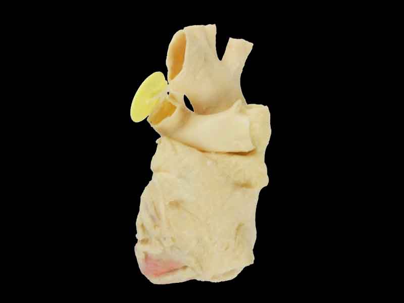 Heart cavity structure human anatomy specimen