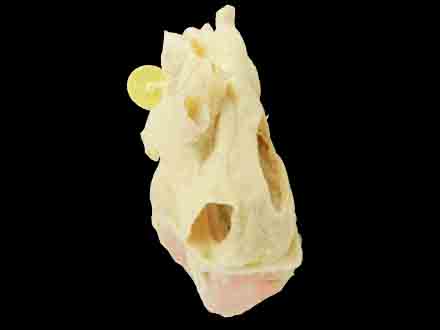 Heart cavity structure plastinated specimen