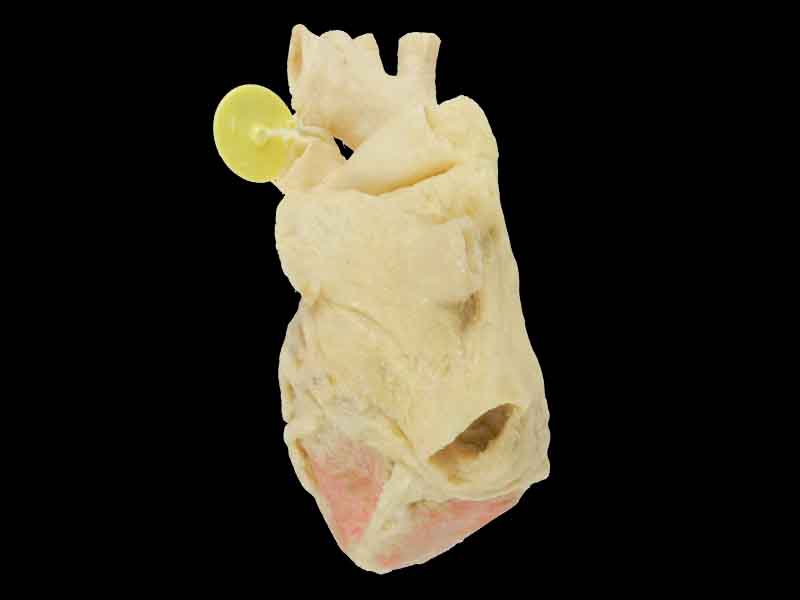 Heart cavity structure specimen