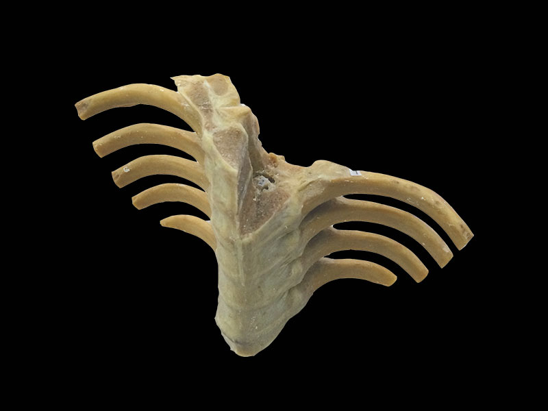 vertebral column section specimen