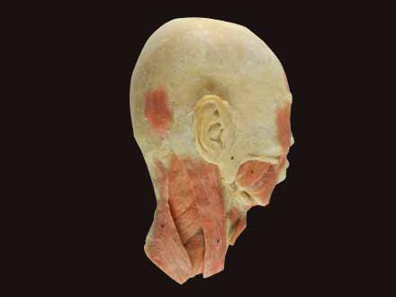 Whole head and neck sagittal section