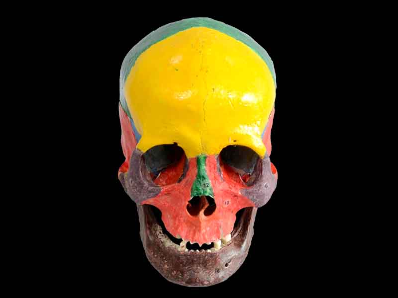 colored human skull specimen