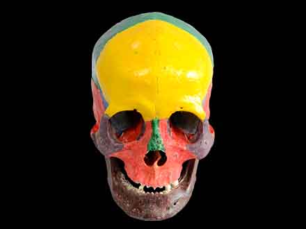 colored human skull