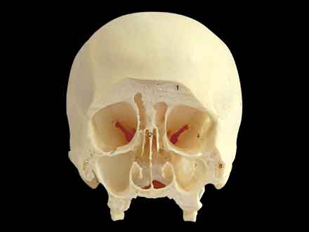 coronal section of skull