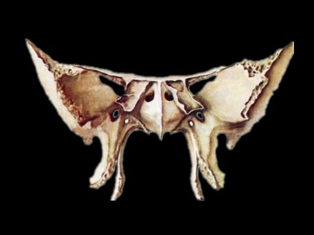 Sphenoid  bone skeleton model(human skull real  )