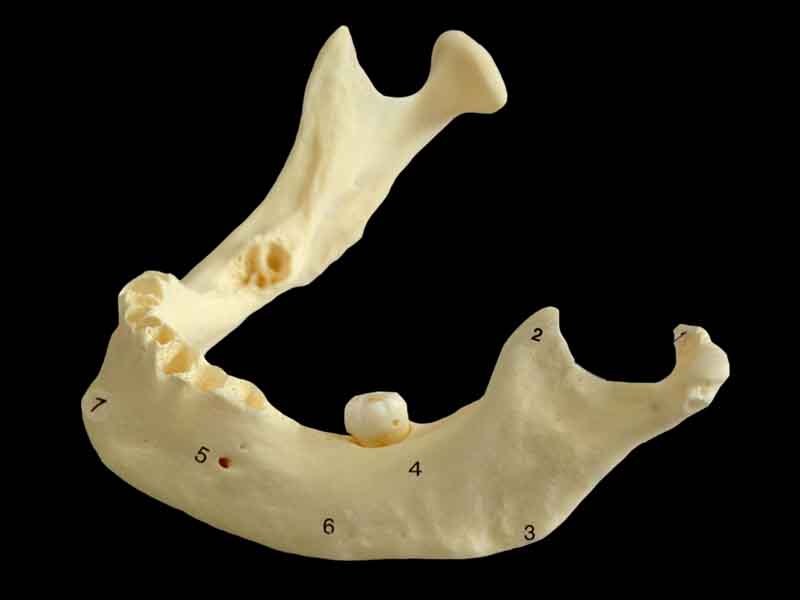 human mandible anatomy specimen