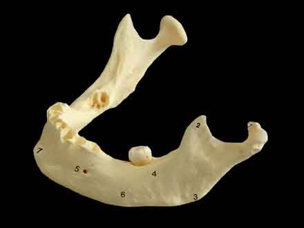 human mandible