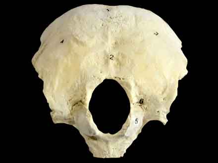 human occipital bone