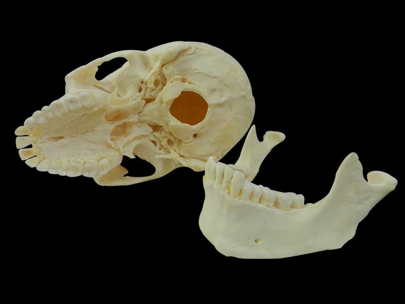 Human real skull