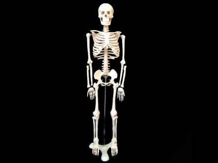 Human skeleton skeleton model  ( the human bones )