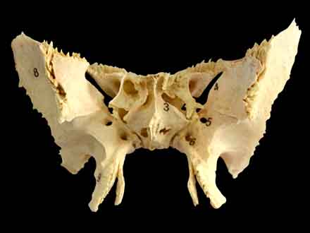 human sphenoid bone