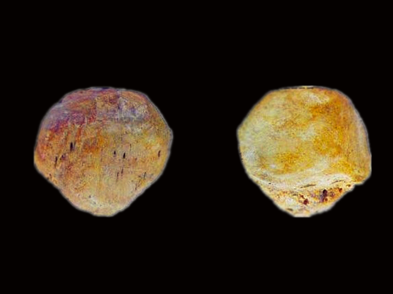 patella flat bone