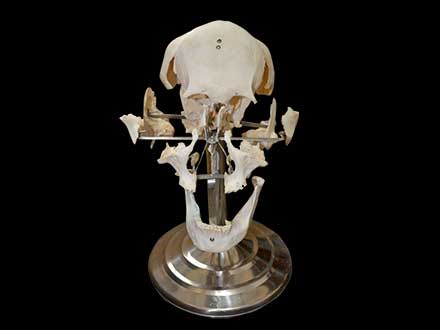 separated skull plastinated specimen