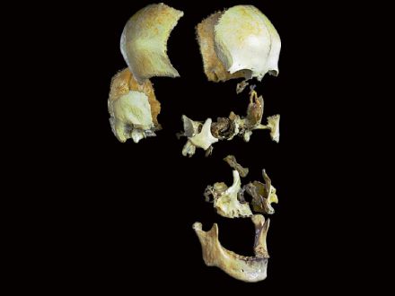 Separation of the skull bone skeleton model( real human skull for sale )