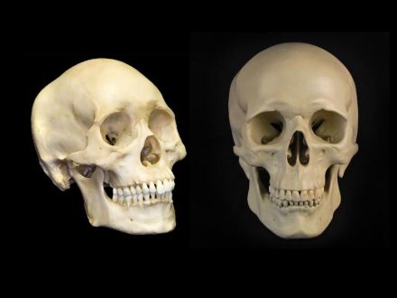 Skull bone skeleton model 