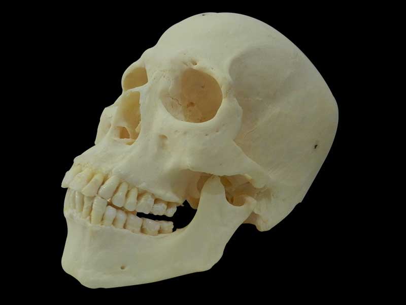 Superior human real skull