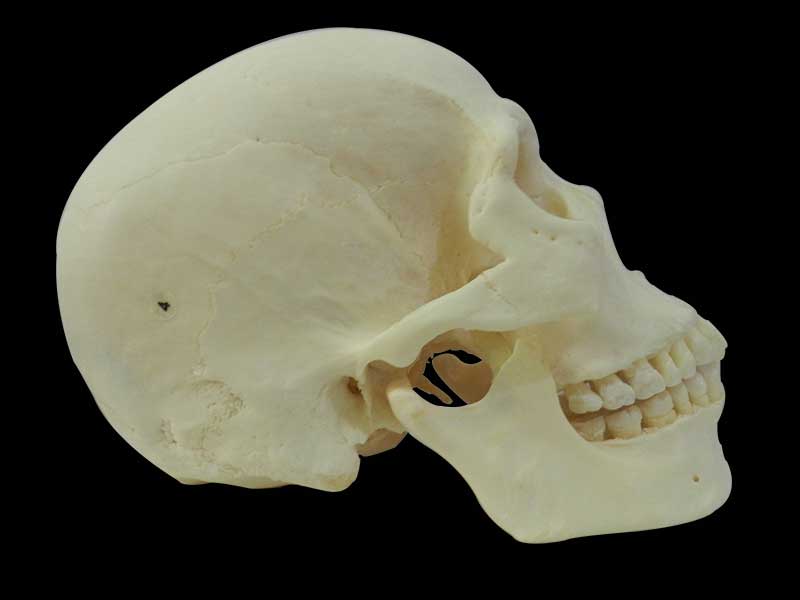 Superior human skull