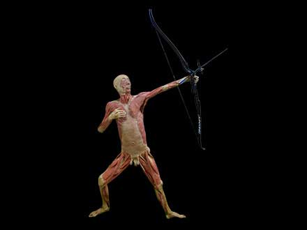 archery plastinated specimen