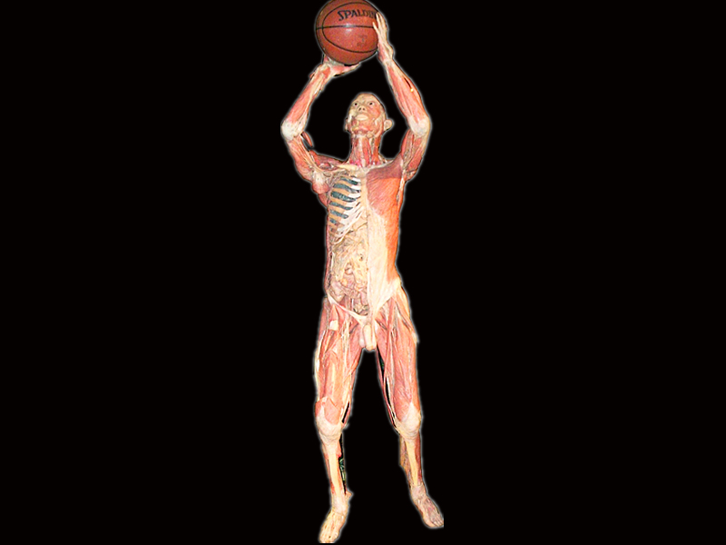 Basketball shooting plastinated specimens