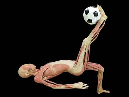 bicycle kick plastination