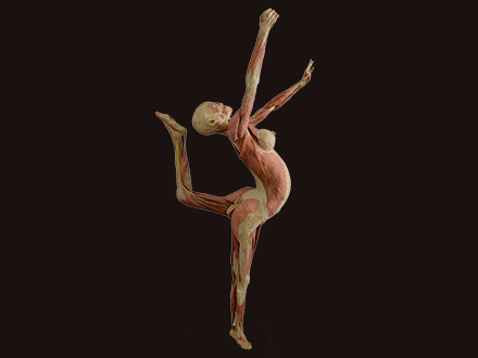 Dancing plastinated specimens