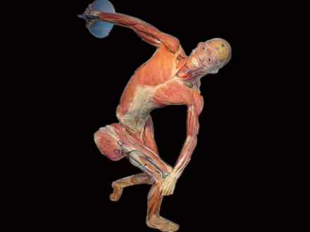 Discus position plastinated specimens