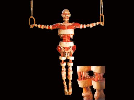 gymnasts plastinated specimens