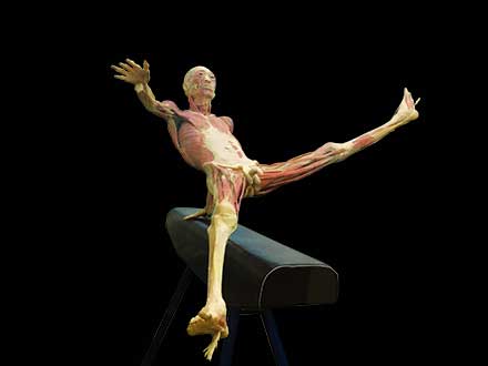 high jump plastinated specimen