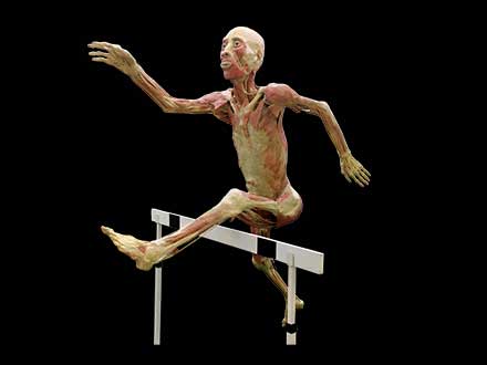 Hurdler plastinated specimen