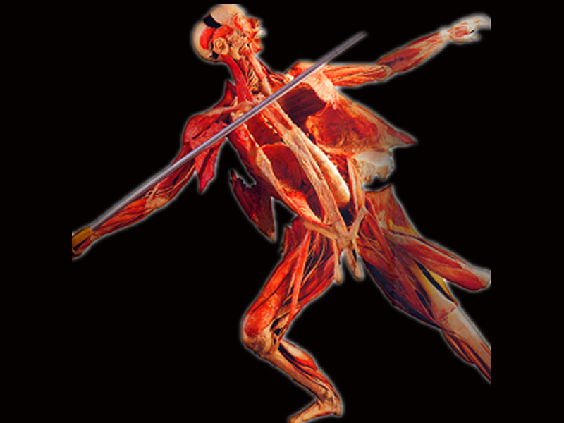Javelin throwing posture plastinated specimens