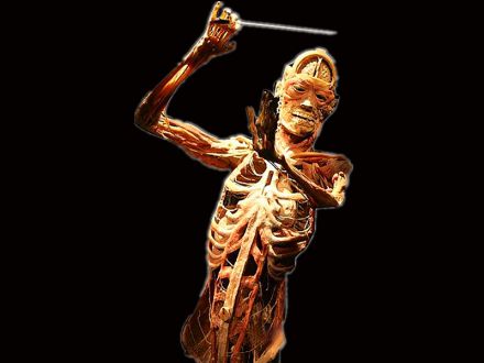 Music maestro plastinated specimens