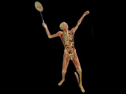 playing badminton plastinated specimen