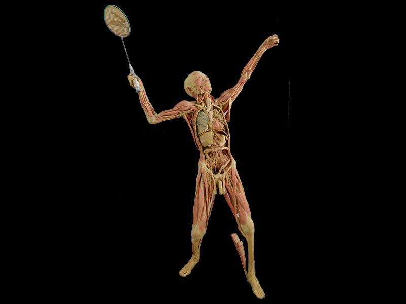 playing badminton plastinated specimen 