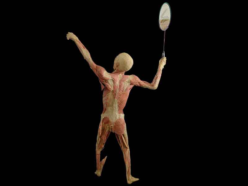 playing badminton whole body specimen