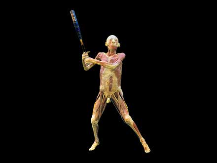 Playing baseball plastinated specimen