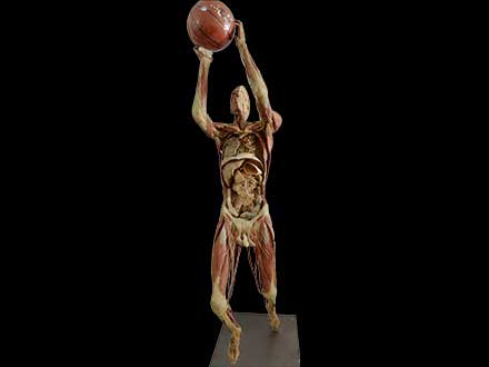 playing basketball plastinated specimen