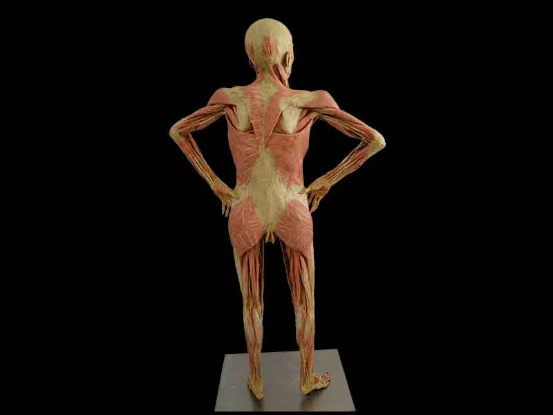 Pregnant woman  medical teaching specimen