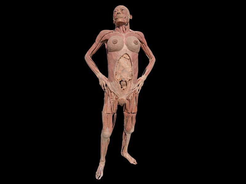 Pregnant woman plastinated specimen