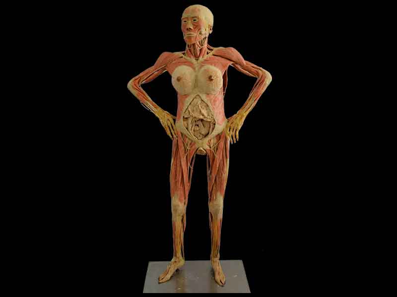 Pregnant woman plastination specimen