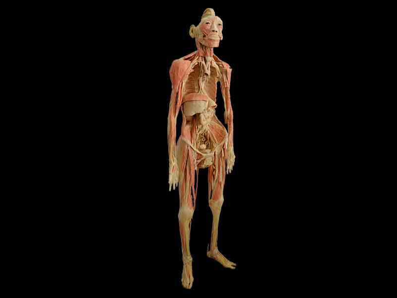 thinker plastinated specimen