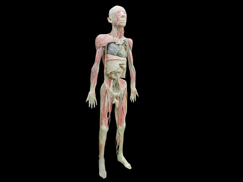Whole body plastinaton for sale