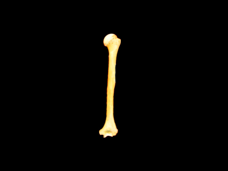 Humerus bone skeleton model 