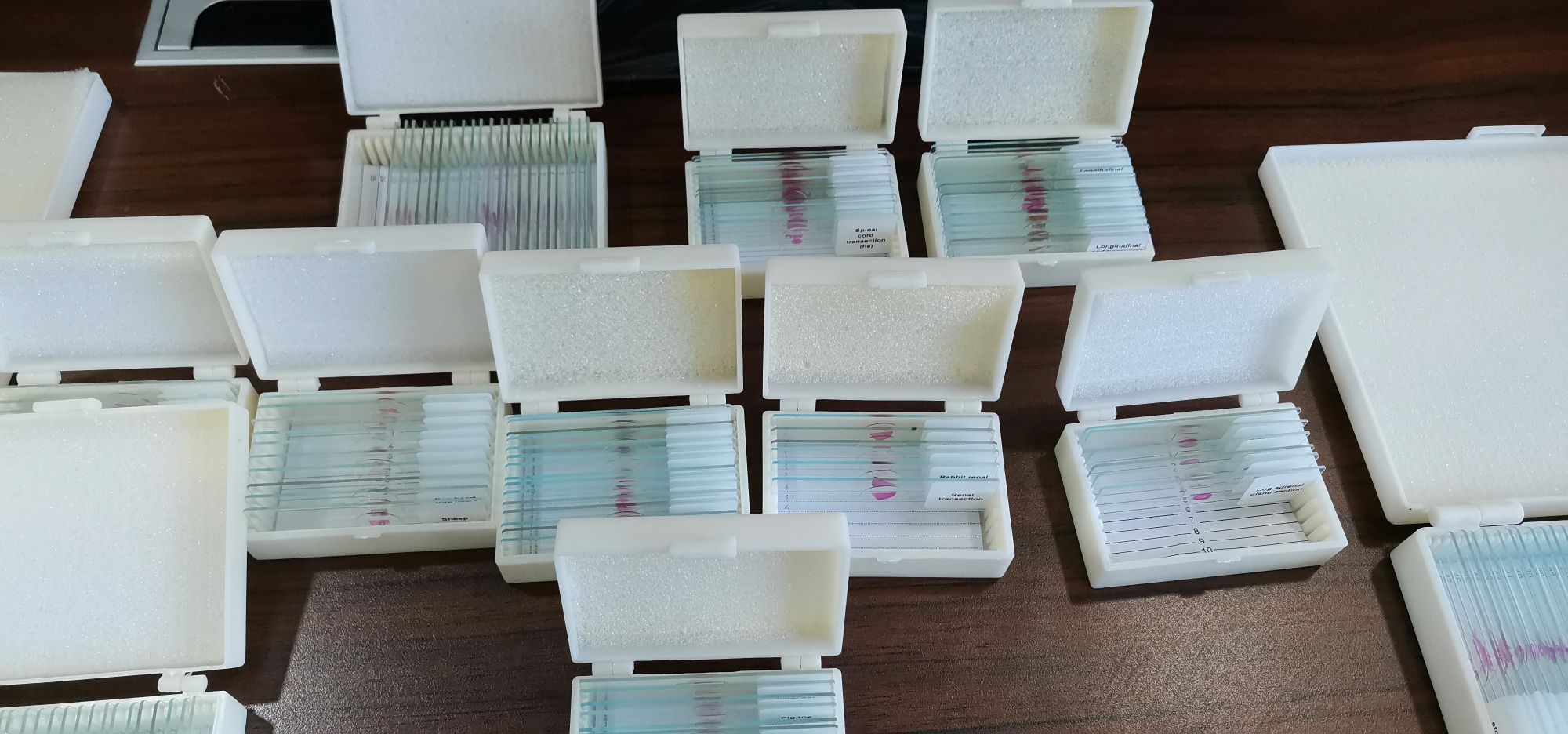 prepared microscope slides