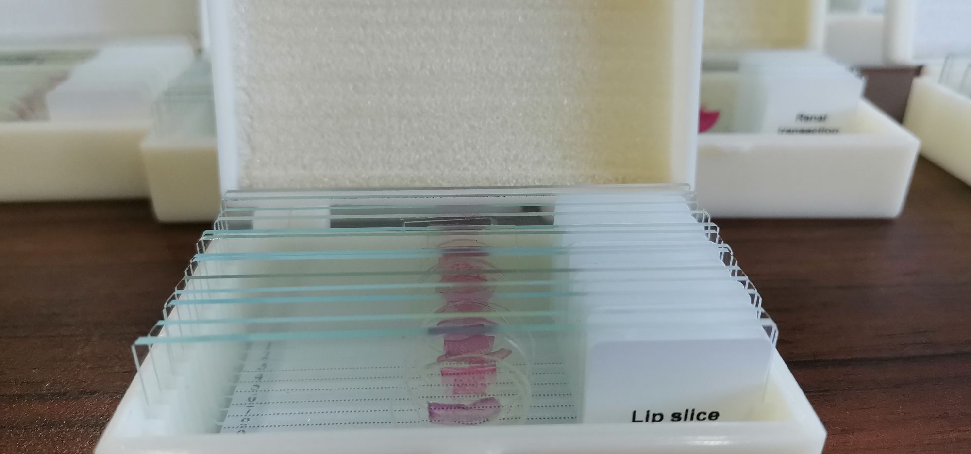 biological microscope slides