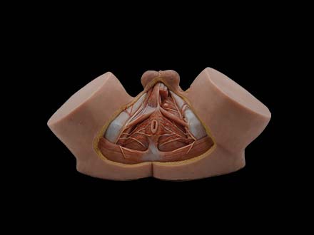 Male Perineum Model