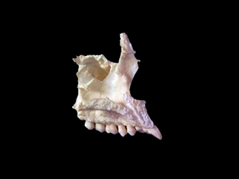 maxilla skeleton model(human skeleton bones  )