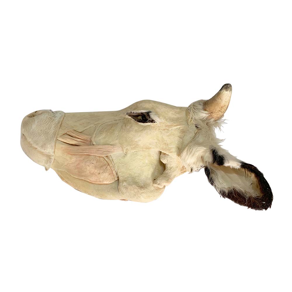 animal head specimen