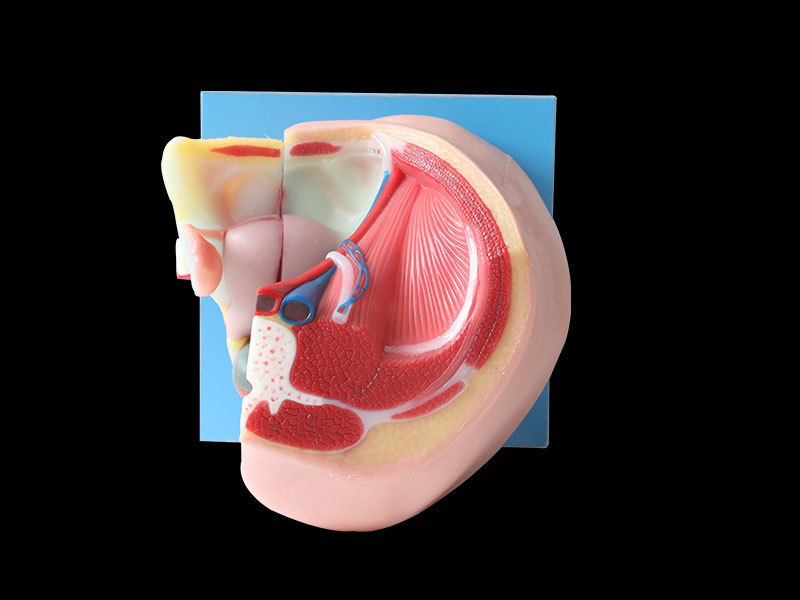 median sagittal section of female pelvic soft silicone anatomy model for sale